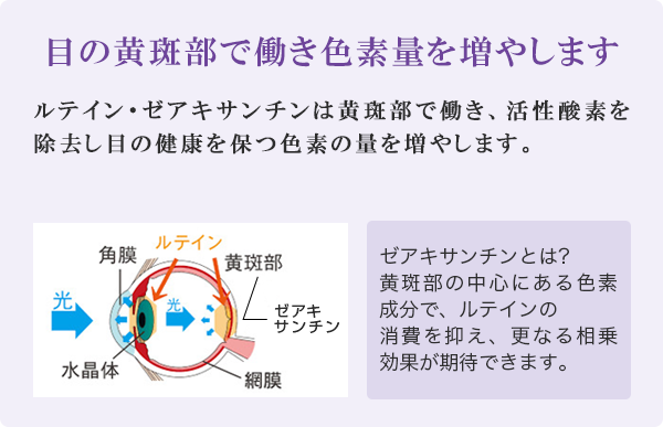 目の黄斑部で働き色素量を増やします